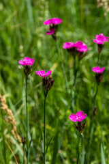 Dianthus carthusianorum, commonly known as Carthusian pink, is a species of the Caryophyllacea family - a wild flower of Europe