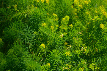 Euphorbia cyparissias, the cypress spurge