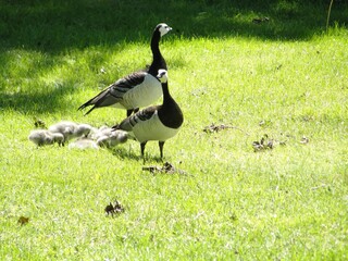 Black and white birds in Hanko, Finland