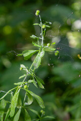 Seed and leaves of the galium aparine or stickybud plant