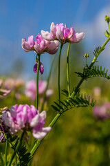 Obraz premium the flowers of Securigera varia - crownvetch, purple crown vetch