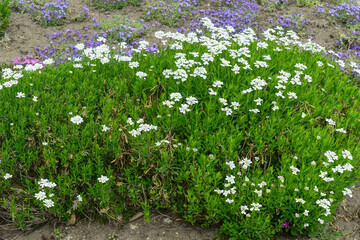 Delicate white Iberis flowers blanket the lush lawn, heralding spring's arrival. This charming perennial attracts pollinators and adds elegance to any garden landscape.