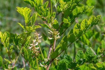 In the spring Chamaecytisus ruthenicus blooms in the wild