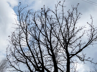 Bottom view of a trees in a forest