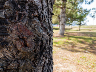 Closeup of tree bark in a park