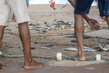 Half a body of unidentified fishermen removing fish from the net after catching them. Seafood,...