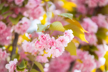Spring backdrop with beautiful pink blossom, fresh leaves and blurred bokeh background