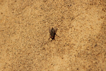 A housefly on the wall