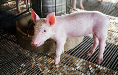 Piglet at pigsty. Pig farm. Close-up of cute piglet at animal farm.