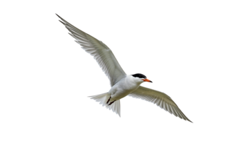 Fairy Tern in Flight Against Clear Sky