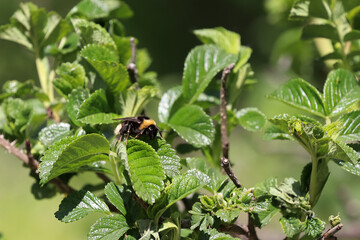 A Fluffy Bumblebee Rests Or Forages On Lush Green Leaves Of A Rosehip Or Similar Shrub. Insect On...