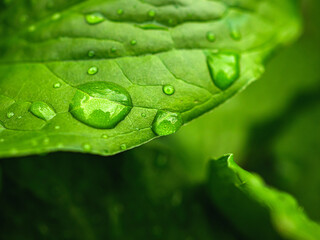 Beautiful large drop morning dew in nature, Drops of clean transparent water on leaves. Sun glare in drop. rainy season natural background