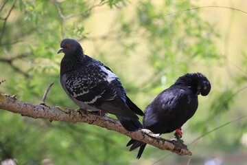 A Pair Of Feral Pigeons, One Grey And One Darker, Perched Together On A Tree Branch Against A Green Foliage Background. Urban Birds In Natural Setting.