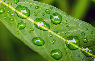 Beautiful large drop morning dew in nature, Drops of clean transparent water on leaves. Sun glare in drop. rainy season natural background
