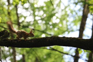 Silhouette Of A Red Squirrel With A Bushy Tail Standing Alert On A Moss-Covered Tree Branch Against A Bright, Bokeh-Filled Forest Canopy Background.