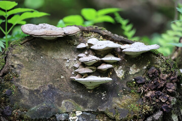 Multiple Light-Colored Bracket Fungi (Polypores) Growing In Tiers On The Surface Of An Old, Mossy...