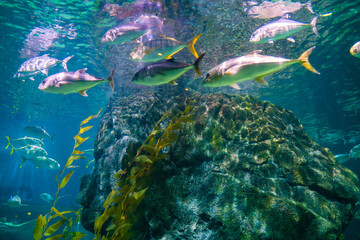 Colorful coral reef with many various fish in sea aquarium