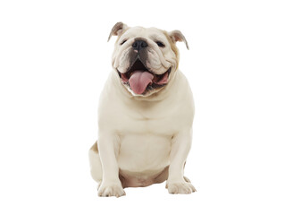 Obraz premium Light-colored bulldog with tongue out, isolated on transparent background