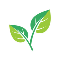 Two green leaves with white background 