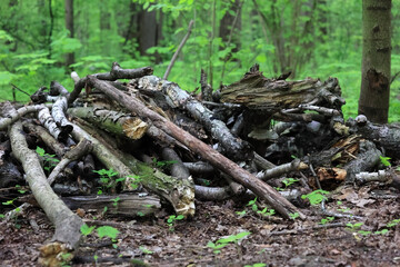 A Disorganized Pile Of Fallen Tree Branches, Logs, And Deadwood Lying On The Forest Floor, With Green Foliage In The Background. Natural Decomposition Process.