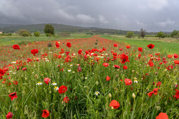  .Lawn with poppies and other wild spring flowers.   farmland in Valbona Teruel Aragon Spain