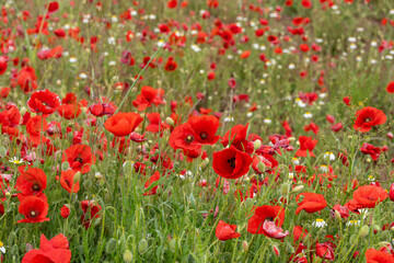  .Lawn with poppies and other wild spring flowers.   farmland in Valbona Teruel Aragon Spain