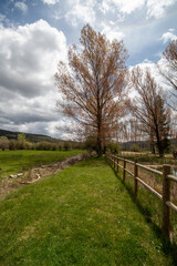 Curious color of the leaves of the poplars sprouting in spring