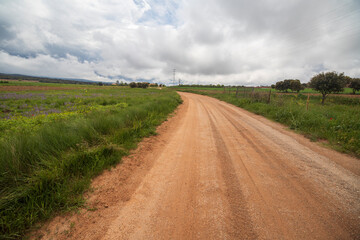 Lawn with poppies and other wild spring flowers.