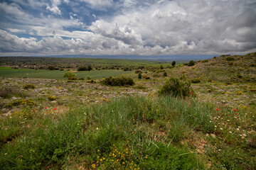 Lawn with poppies and other wild spring flowers.