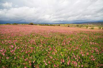 Lawn with poppies and other wild spring flowers.