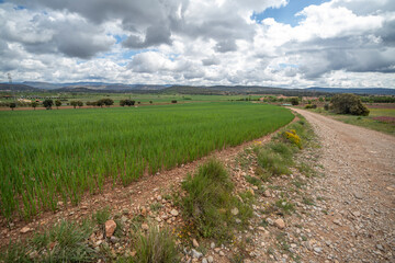 Lawn with poppies flowering thyme onobrychis viciifolia  and other wild spring flowers farmland scenery in Valbona Teruel Aragon Spain   