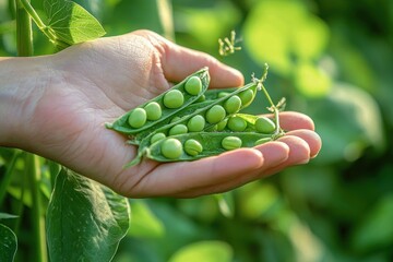 Close-up of a hand holding fresh green pea pods with peas inside surrounded by green leaves in natural sunlight
