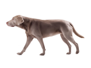 Weimaraner dog mid-stride with gray coat isolated on transparent background