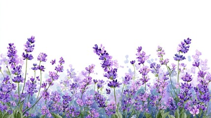 Watercolor Lavender Field: A Serene Floral Illustration