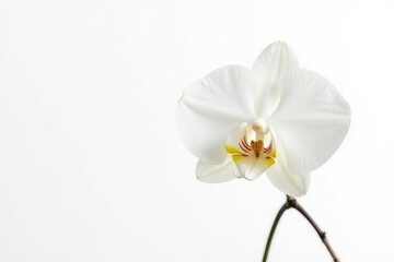 Delicate white orchid blossom against pure white background, decoration, serene, crisp