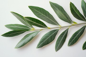Naklejka premium Elegant olive branch on minimal background highlighting nature's simplicity