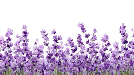 Obraz premium Lavender Field Panorama: A Breathtaking Display of Purple Blossoms