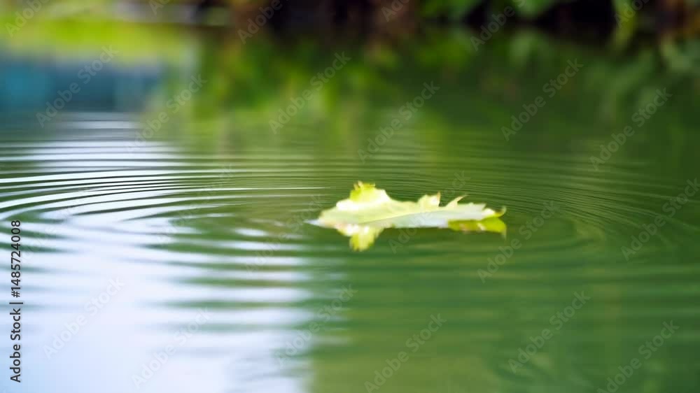 Aufkleber light colored leaf floating on a reflective water surface creating ripples, peaceful scenery with gr