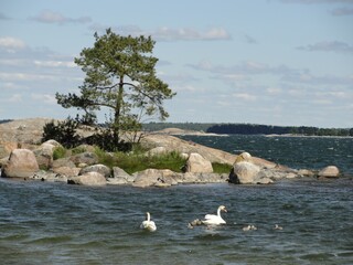 Baby swans photograph taken in Hanko, Finland