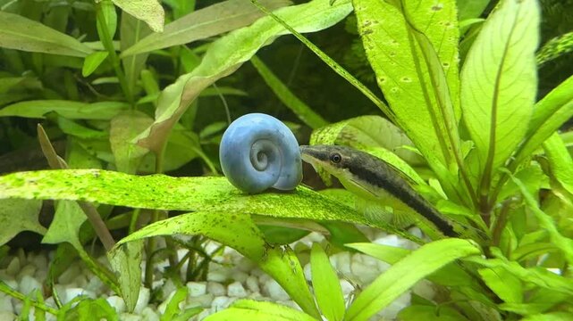 blue planorbella duryi snail with Otocinclus affinis on leaf in the aquarium 4k
