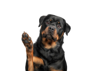 Rottweiler dog with raised paw on transparent background