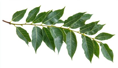 Fototapeta premium Speckled Green Leaves Branch Isolated on White