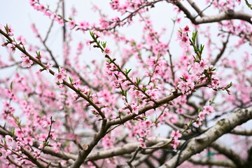 桃の花（新潟県）