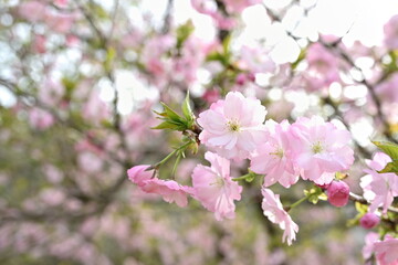 桃の花（新潟県）