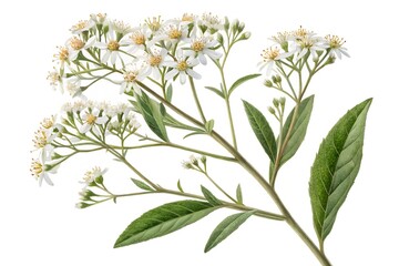 Fototapeta premium bunch of flowers