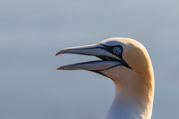 Wild seabird Great Black-headed Gull - Morus bassanus in a colony on the island of Helgoland in Germany