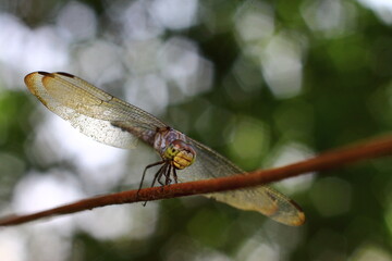 close up of a dragonfly green background