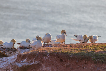 Wild seabird Great Black-headed Gull - Morus bassanus in a colony on the island of Helgoland in Germany