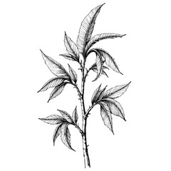 Vintage black ink sketch of leafy branch on white background  