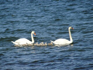 Baby swans photograph taken in Hanko, Finland